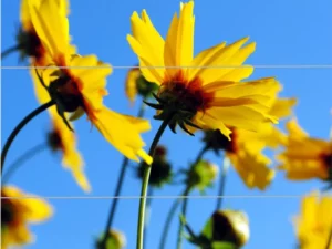 Frühlingserwachen-1