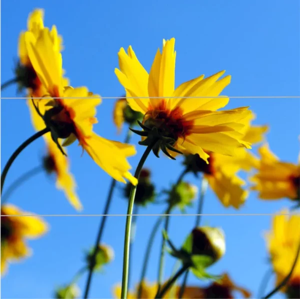 Frühlingserwachen-1