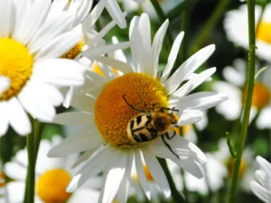 Frühlingserwachen-2