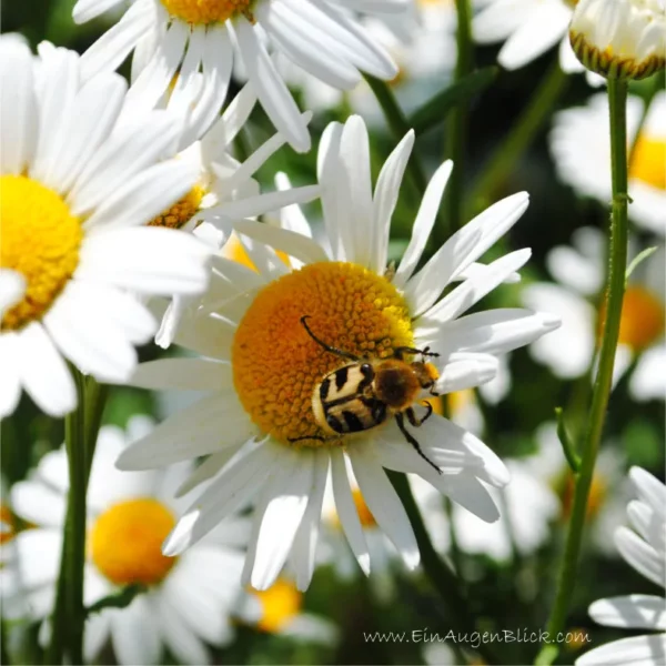 Frühlingserwachen-2