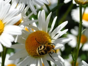 Frühlingserwachen-3