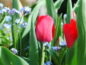 Frühlingserwachen-4