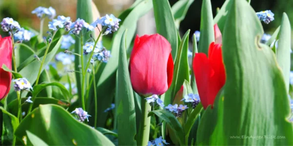 Frühlingserwachen-4 – Bild 2