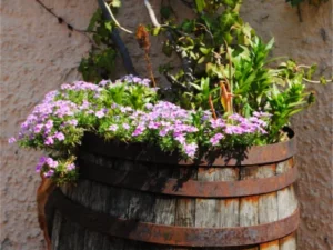 Frühlingserwachen-5