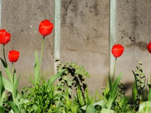 Frühlingserwachen-6