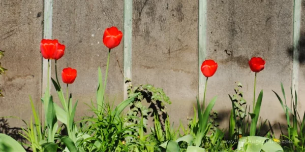 Frühlingserwachen-6