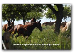 Ich lebe ein freudvolles und…