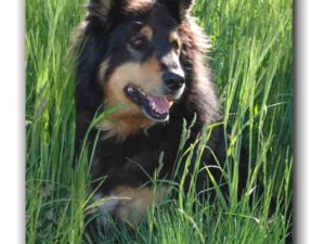 Mein natürlicher Zustand ist…