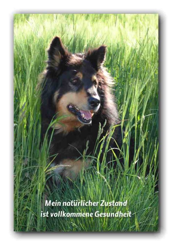 Mein natürlicher Zustand ist…