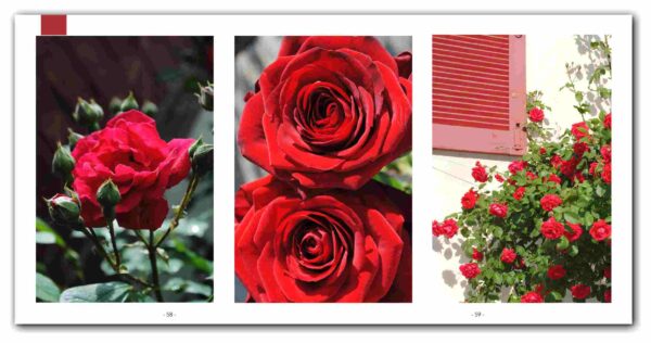 Feng-Shui<br /><span class="klein">Fotografie trifft Energie in Harmonie</span> – Bild 4