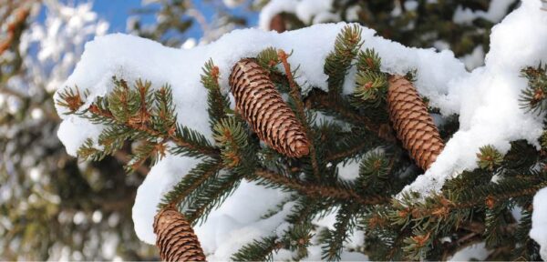 Rauhnächte-Begleitung 2024/25 – Bild 3